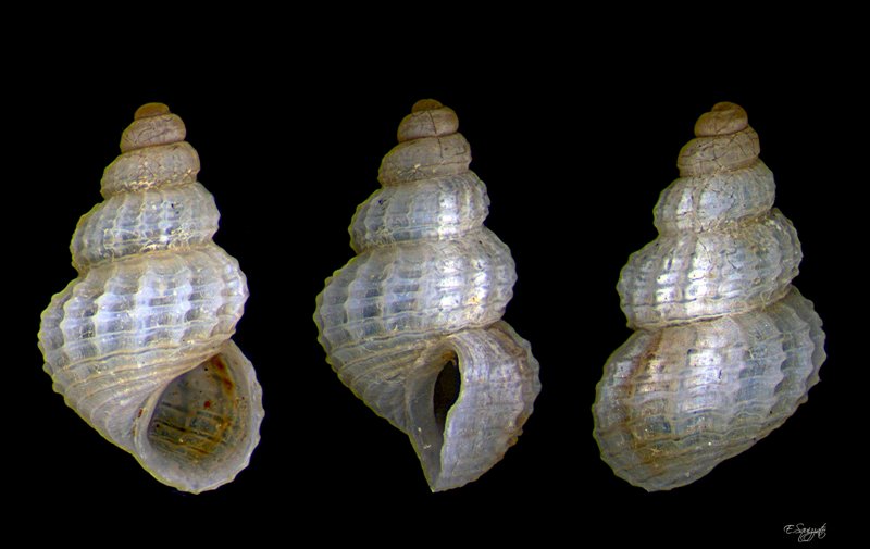 Alvania da determinare